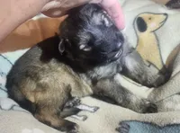 Dark Green Collar Male, a male German Shepherd Dog for sale in Dallas, TX – Photo 5 of 10