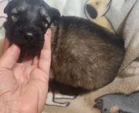 Dark Green Collar Male, a male German Shepherd Dog for sale in Dallas, TX – Photo 4 of 10