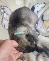 Dark Green Collar Male, a male German Shepherd Dog for sale in Dallas, TX – Photo 8 of 10