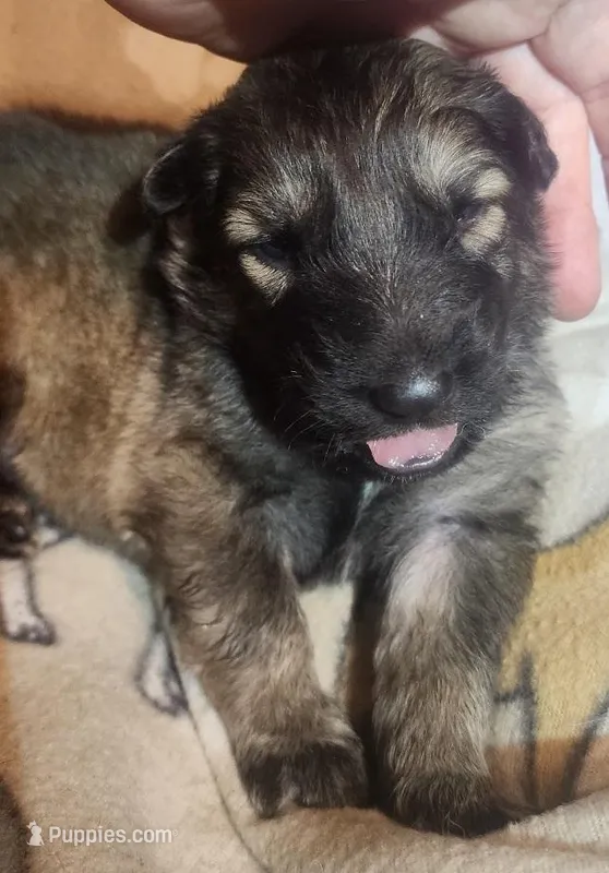 Dark Green Collar Male