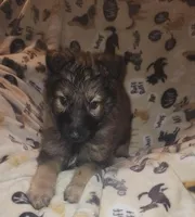 Dark Green Collar Male, a male German Shepherd Dog for sale in Dallas, TX – Photo 6 of 8