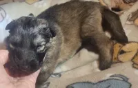 Dark Green Collar Male, a male German Shepherd Dog for sale in Dallas, TX – Photo 6 of 10