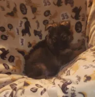 Dark Green Collar Male, a male German Shepherd Dog for sale in Dallas, TX – Photo 3 of 8