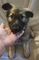 Silver Sable Male, a male German Shepherd Dog for sale in Dallas, TX – Photo 7 of 10