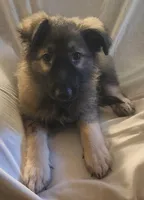 Silver Sable Male, a male German Shepherd Dog for sale in Dallas, TX – Photo 8 of 10