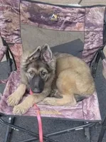 Silver Sable Male, a male German Shepherd Dog for sale in Dallas, TX – 5 of 10