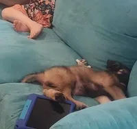 Silver Sable Male, a male German Shepherd Dog for sale in Dallas, TX – Photo 6 of 10