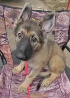 Silver Sable Male, a male German Shepherd Dog for sale in Dallas, TX – 4 of 10