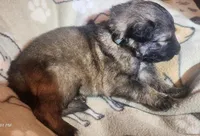 Dark Green Collar Male, a male German Shepherd Dog for sale in Dallas, TX – Photo 3 of 10