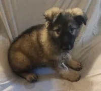 Silver Sable Male, a male German Shepherd Dog for sale in Dallas, TX – Photo 3 of 10