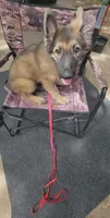 Silver Sable Male, a male German Shepherd Dog for sale in Dallas, TX – 3 of 10