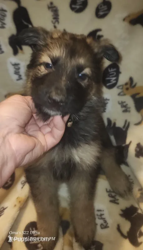 Dark Green Collar Male – German Shepherd Dog puppy for sale in Dallas, TX