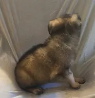 Silver Sable Male, a male German Shepherd Dog for sale in Dallas, TX – Photo 4 of 10