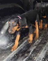 Black and Tan Female , a female Doberman Pinscher for sale in Dallas, TX – 3 of 5