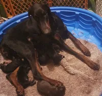 Black Female, a female Doberman Pinscher for sale in Dallas, TX – 7 of 9
