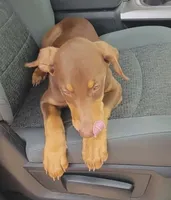  Red FEMALE , a female Doberman Pinscher for sale in Dallas, TX – 4 of 6