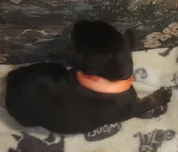 Orange Collar Female, a female Doberman Pinscher for sale in Dallas, TX – 3 of 9