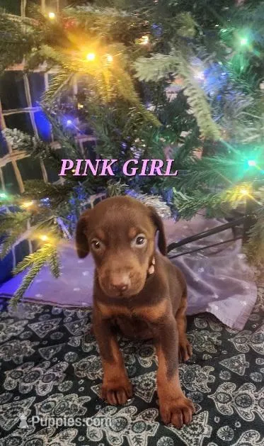 Lt Pink Collar Female