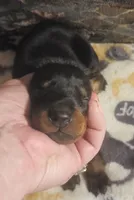 Orange Collar Female, a female Doberman Pinscher for sale in Dallas, TX – 1 of 9