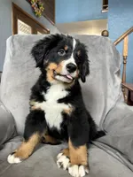 Sunny , a female Bernese Mountain Dog for sale in Monroe, MI – 6 of 9