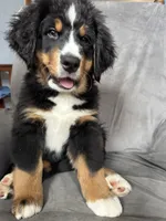 Breezy , a female Bernese Mountain Dog for sale in Monroe, MI – 3 of 7