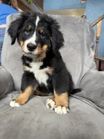 Sunny , a female Bernese Mountain Dog for sale in Monroe, MI – 3 of 9
