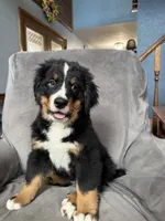 Sunny , a female Bernese Mountain Dog for sale in Monroe, MI – 9 of 9