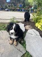 Bolt , a male Bernese Mountain Dog for sale in Monroe, MI – 2 of 2