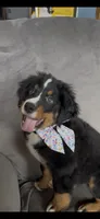 Sunny , a female Bernese Mountain Dog for sale in Monroe, MI – 5 of 9