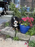 Rain, a female Bernese Mountain Dog for sale in Monroe, MI – 2 of 9