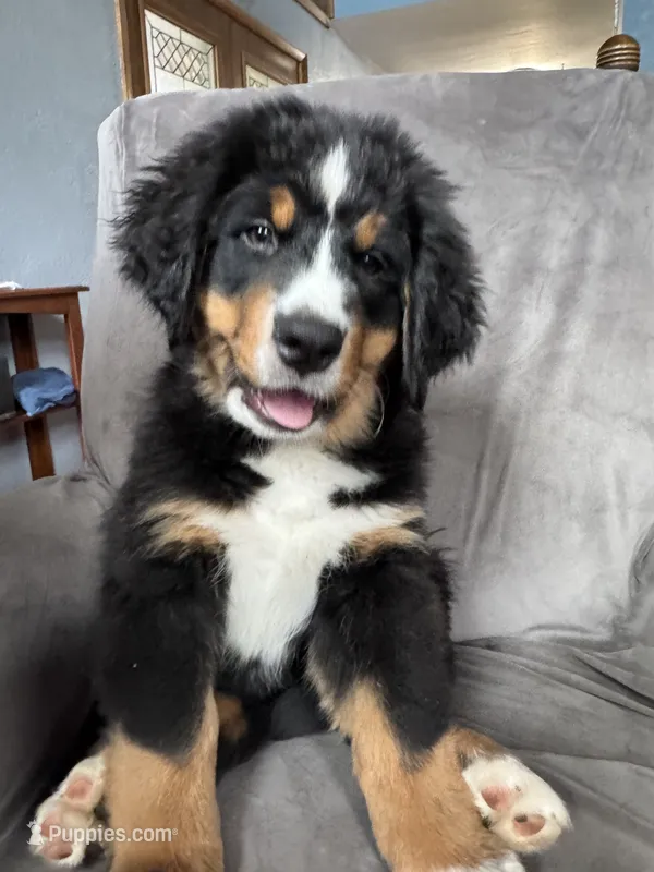 Breezy  – Bernese Mountain Dog puppy on hold in Monroe, MI