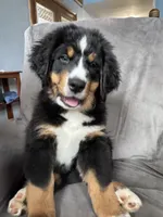 Breezy , a female Bernese Mountain Dog for sale in Monroe, MI – 1 of 1