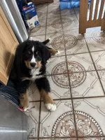 Sunny , a female Bernese Mountain Dog for sale in Monroe, MI – 8 of 9