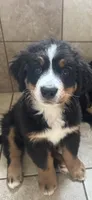 Rain, a female Bernese Mountain Dog for sale in Monroe, MI – 4 of 9