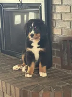 Breezy , a female Bernese Mountain Dog for sale in Monroe, MI – 6 of 7