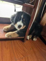 Rain , a female Bernese Mountain Dog for sale in Monroe, MI – 5 of 8