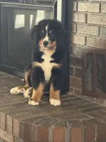 Breezy , a female Bernese Mountain Dog for sale in Monroe, MI – 7 of 7