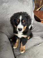 Rain , a female Bernese Mountain Dog for sale in Monroe, MI – 4 of 8