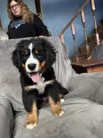 Breezy , a female Bernese Mountain Dog for sale in Monroe, MI – 5 of 7