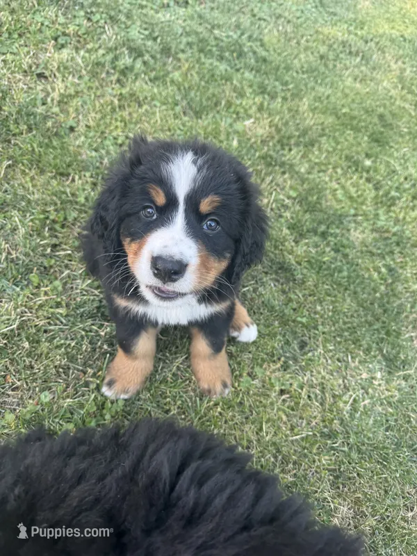 Breezy  – Bernese Mountain Dog puppy for sale in Monroe, MI