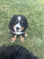Breezy , a female Bernese Mountain Dog for sale in Monroe, MI – 1 of 1