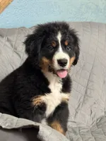 Rain, a female Bernese Mountain Dog for sale in Monroe, MI – 8 of 9