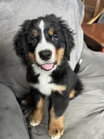 Breezy , a female Bernese Mountain Dog for sale in Monroe, MI – 4 of 7