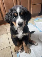 Breezy , a female Bernese Mountain Dog for sale in Monroe, MI – 1 of 7