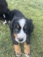 Sky, a female Bernese Mountain Dog for sale in Monroe, MI – 2 of 2