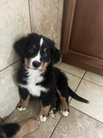 Sunny , a female Bernese Mountain Dog for sale in Monroe, MI – 2 of 9