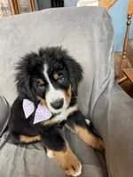 Rain , a female Bernese Mountain Dog for sale in Monroe, MI – 8 of 8