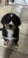 Rain, a female Bernese Mountain Dog for sale in Monroe, MI – 3 of 9