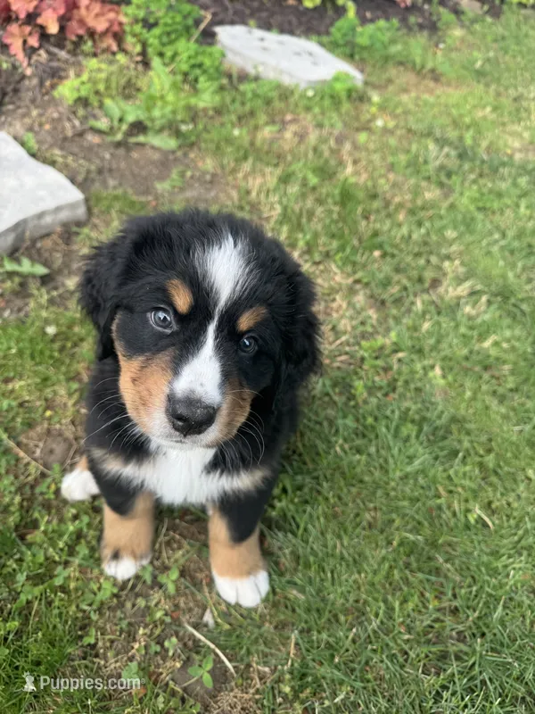 Sunny  – Bernese Mountain Dog puppy for sale in Monroe, MI