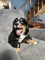 Rain , a female Bernese Mountain Dog for sale in Monroe, MI – 1 of 1